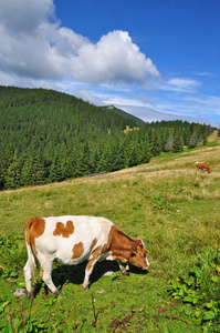 夏季高山牧场上小牛