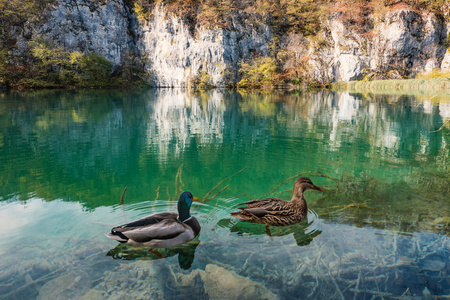 鸭子在普利特维切湖国家公园。克罗地亚。欧洲