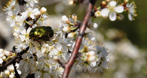 白色的花和 bug