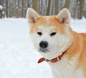 冬天的狗头图片
