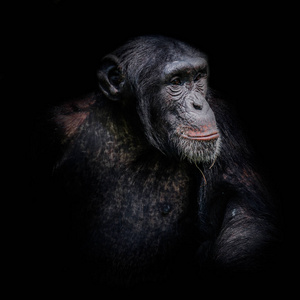 孤立在黑色背景上的黑猩猩肖像