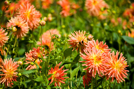 黄色和橙色紫菀花