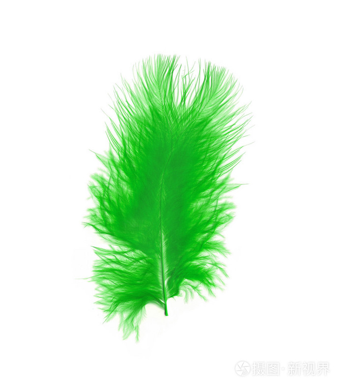 在白色背景的绿色羽毛