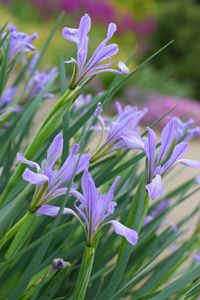 野生鸢尾花