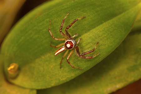 雄跳蜘蛛 Telamonia dimidiata, 特写