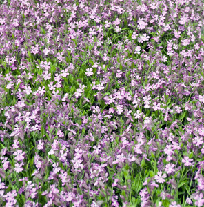 基金紫罗兰花