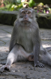 印尼巴厘岛著名乌布森林猕猴猴