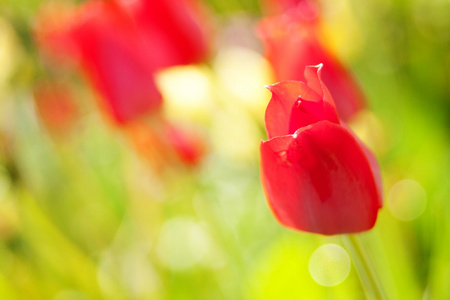 春天花园里的郁金香花