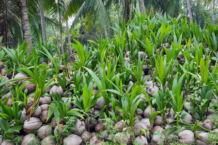椰子苗堆