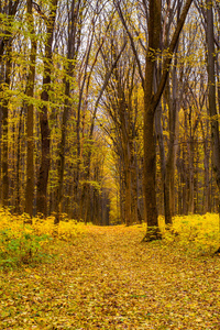 橙色秋天的树林，树叶与道路的照片