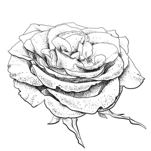 高度详细的手绘玫瑰
