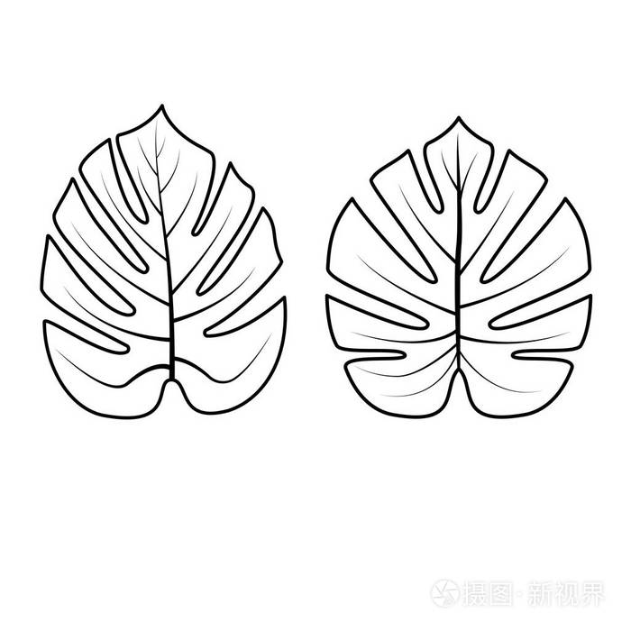 热带叶子汇集.矢量插图