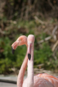 智利火烈鸟phoenicopterus 分别做出