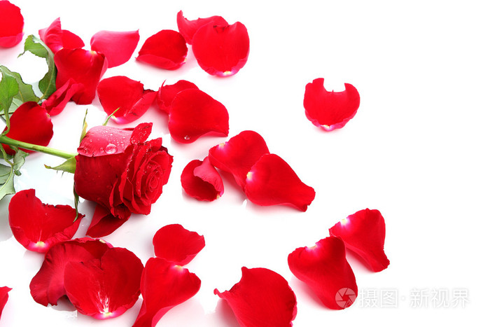 红玫瑰花瓣