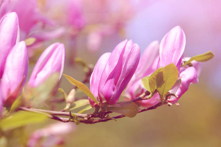 玉兰春季开花枝, 自然花卉背景