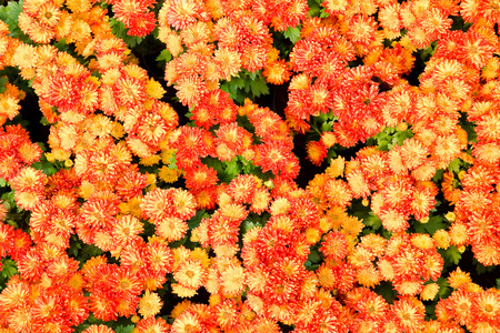 橙色盆栽万寿菊图片
