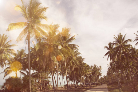 热带海滩上的天然绿棕榈叶, 阳光照射。夏天