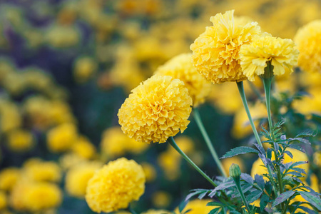 花园里的万寿菊的花朵模糊