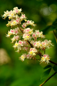 春天开花栗子花