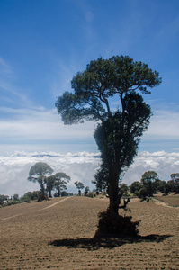 在哥斯达黎加的云层之上的树