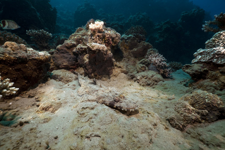 crocodilefish 和采取在红海的珊瑚