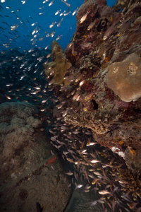 glassfish 和采取在红海的珊瑚