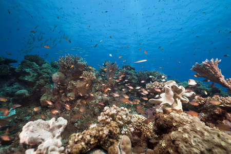 海洋 鱼和珊瑚在红海中采取