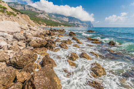 松树的海岸线图片