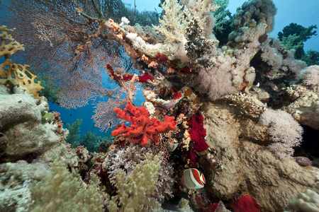 珊瑚和鱼在红海