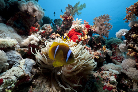 anemonefish 和海葵在红海
