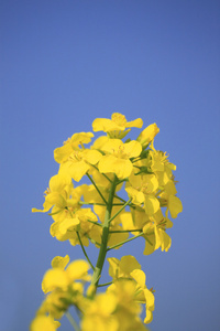 蓝蓝的天空和油菜田 双低油菜作物