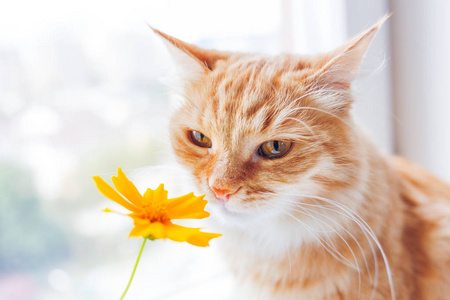 可爱的姜猫闻到一朵黄花。舒适的春天早晨在家