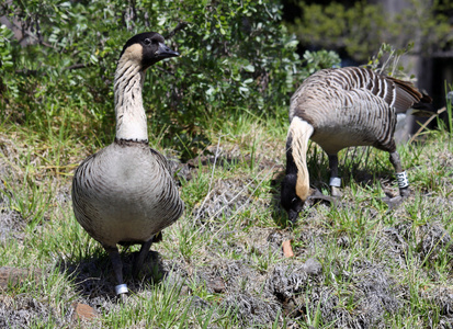 夏威夷鹅Branta Sandvicens is