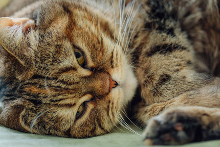 可爱的猫躺在床上。用黄色的眼睛和浓密的胡须培育英国
