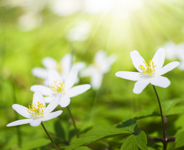 在森林里的白花