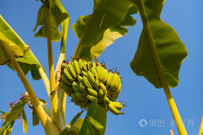 香蕉树与成熟的香蕉束在野外开槽.柬埔寨, 邦隆省