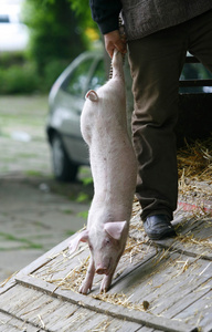 猪猪肉国内动物农业