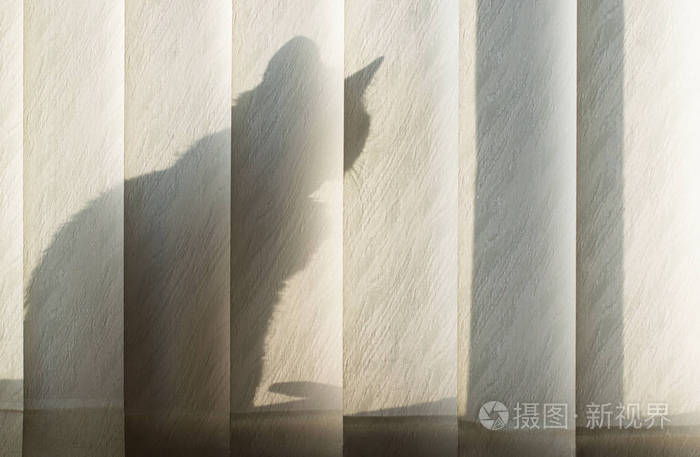 猫的影子坐在窗口背后的百叶窗