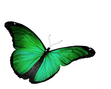 绿色蝴蝶飞，孤立上白