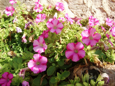 前一个岩石，马略卡岛粉色花