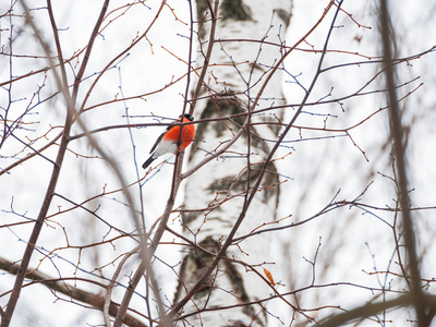 自然冬天背景冷冻的分支和男性 bullfinch。俄罗斯