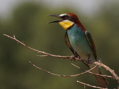 欧洲蜂鸟上分支，merops apiaster