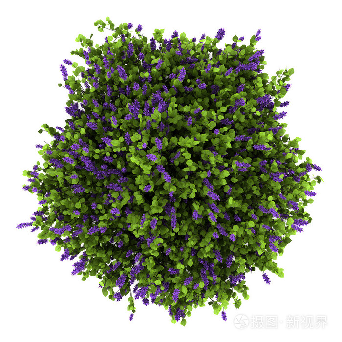 丁香花布什被隔绝在白色背景上的顶视图