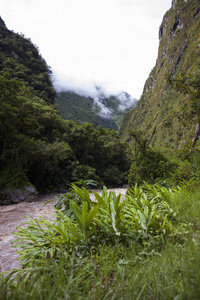 乌鲁班巴河的细节在秘鲁