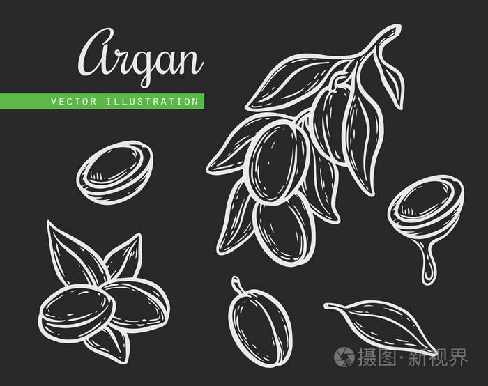 argan 向量画坚果油 果子 莓果 叶子 分支 植物