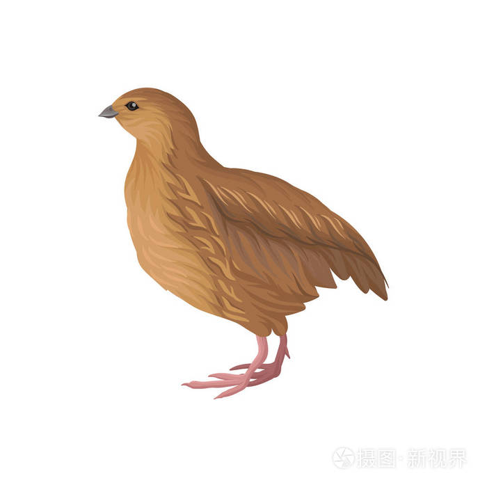 鹌鹑, 家禽育种矢量插图白色背景