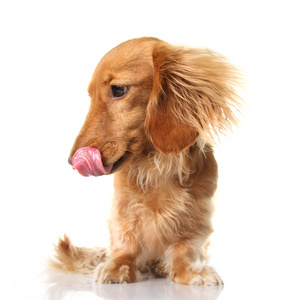 腊肠狗的舌头