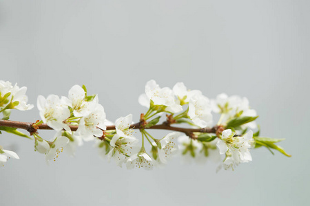 春天。樱桃在白花。果树开花