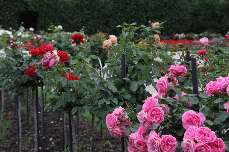 美丽的玫瑰花园