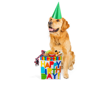 快乐的金色猎犬狗戴着一个生日礼物袋充满玩具和款待的聚会帽